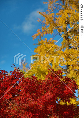 銀杏の紅葉 57555482