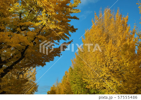 銀杏の紅葉 57555486