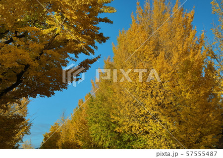 銀杏の紅葉 57555487