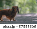 ダックス　カニンヘン　可愛い 57555606