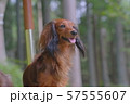 ダックス　カニンヘン　可愛い 57555607
