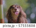 ダックス　カニンヘン　可愛い 57555608
