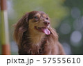 ダックス　カニンヘン　可愛い 57555610