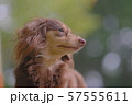 ダックス　カニンヘン　可愛い 57555611