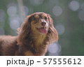 ダックス　カニンヘン　可愛い 57555612