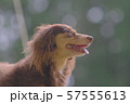ダックス　カニンヘン　可愛い 57555613
