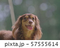 ダックス　カニンヘン　可愛い 57555614