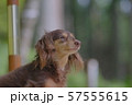 ダックス　カニンヘン　可愛い 57555615
