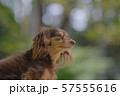 ダックス　カニンヘン　可愛い 57555616