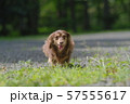 ダックス　カニンヘン　可愛い 57555617