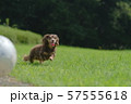 ダックス　カニンヘン　可愛い 57555618