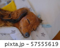 ダックス　カニンヘン　可愛い 57555619