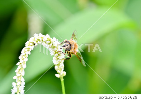 ナミハナアブ 57555629