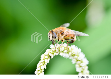 ナミハナアブ 57555631