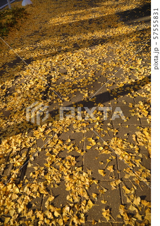 歩道のイチョウの葉 歩道のイチョウの葉 57555831