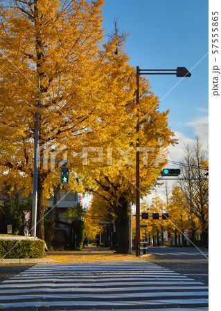 いちょう並木の横断歩道 57555865