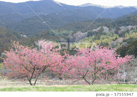 河津桜と畑と山の風景 田代盆地 河津桜と畑と山の風景 田代盆地 57555947