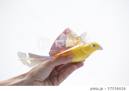 electronic parrot bird hand white background electronic parrot bird hand white background 57556026