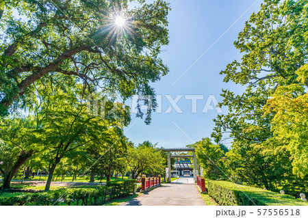 北海道の夏 札幌護国神社 57556518