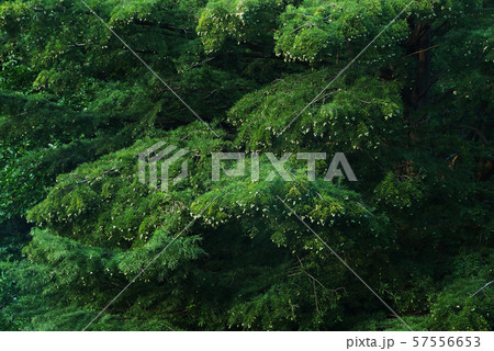 風景自然植物写真 生きた化石ラクウショウ ヌマスギの実 風景自然植物写真 生きた化石ラクウショウ ヌマスギの実 57556653