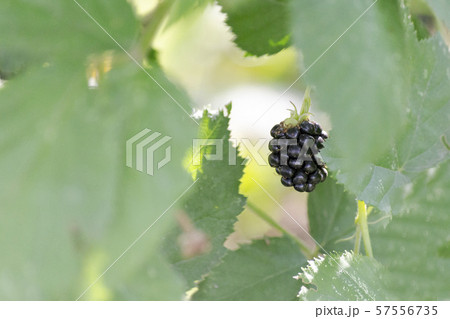 Lonely blackberry on a background of bright foliage Lonely blackberry on a background of bright foliage 57556735