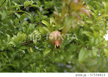 Small unripe wild pomegranate on a tree against a background of green foliage 57556813