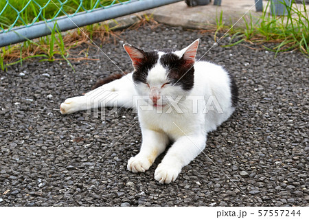 ねこ 休憩中 はちわれ柄 前髪柄 白黒トビ柄の写真素材