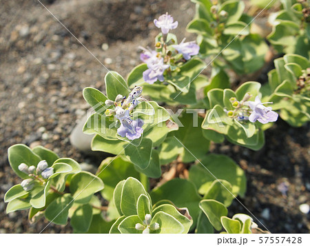 ハマゴウの花 57557428