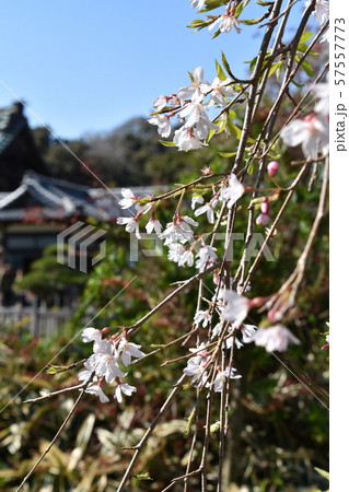 遊行寺 枝垂れ桜 藤沢市 遊行寺 枝垂れ桜 藤沢市 57557773