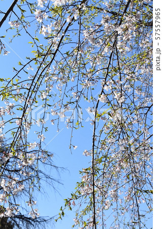 遊行寺 枝垂れ桜 藤沢市 遊行寺 枝垂れ桜 藤沢市 57557965