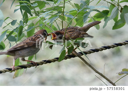 スズメの親子 57558301
