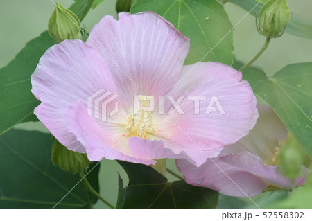 公園の芙蓉 57558302