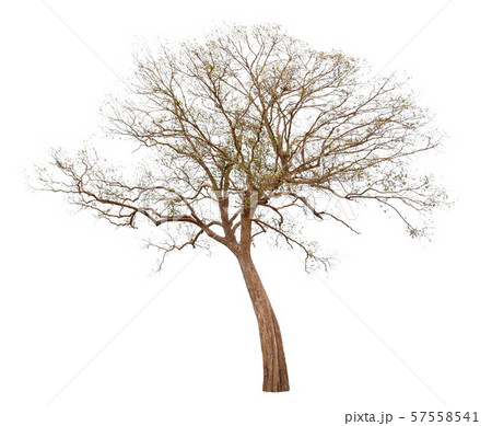 Single old big and dead tree dead isolated on Single old big and dead tree dead isolated on 57558541