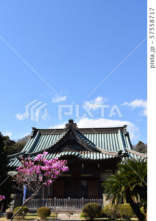 遊行寺 はなもも 藤沢市 遊行寺 はなもも 藤沢市 57558717
