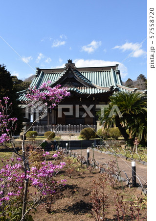 遊行寺　藤沢市 57558720