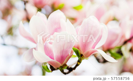 magnolia soulangeana blossoming, spring time 57558756