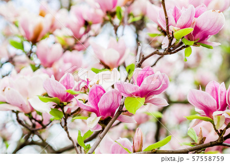 magnolia soulangeana blossoming, spring time 57558759