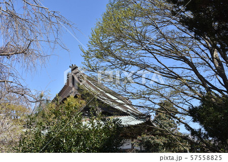 遊行寺 藤沢市 遊行寺 藤沢市 57558825