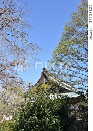 遊行寺　藤沢市 57558829