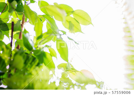 green leafs on blurred garden baclground texture green leafs on blurred garden baclground texture 57559006
