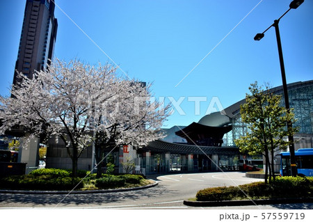 桜が舞う春の金沢駅の風景（１） 57559719
