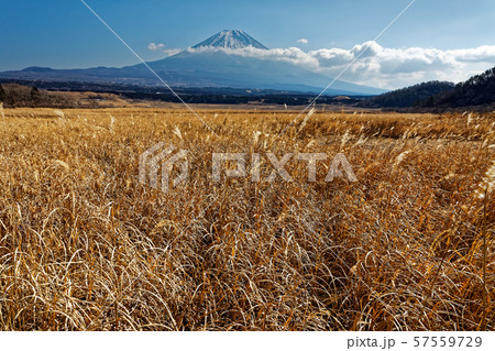 朝霧高原から見る冬の富士山 朝霧高原から見る冬の富士山 57559729