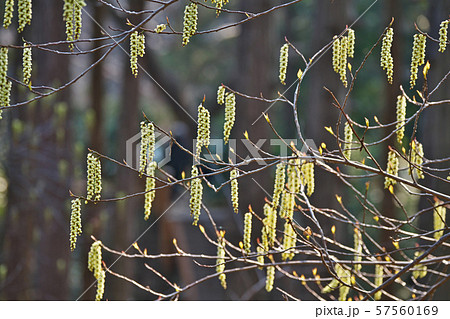 乳白色のキブシの花 57560169