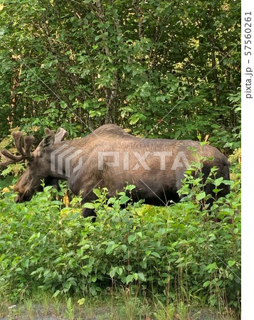 Big bull moose in Alaska  57560261