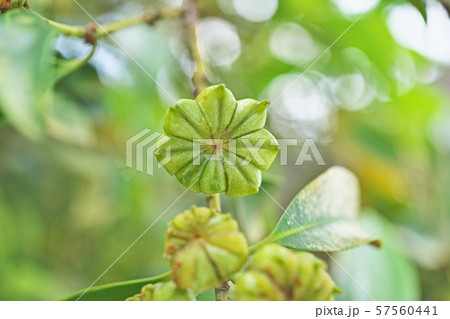 緑色のシキミの実 57560441