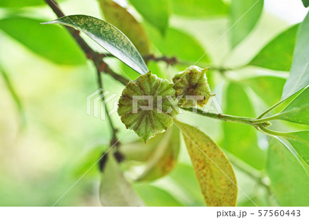 緑色のシキミの実 57560443