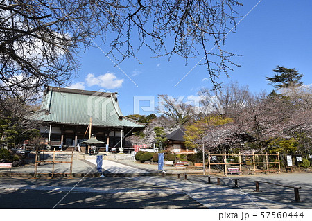 遊行寺　藤沢市 57560444