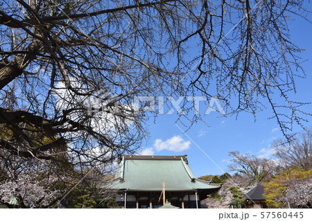 遊行寺　藤沢市 57560445