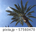 ヤシ ヤシ 57560470