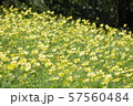 松山にあるコスモス園のコスモス 57560484